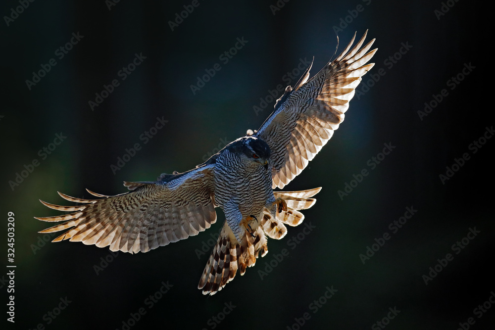Fototapeta premium Goshawk flying, bird of prey with open wings with evening sun back light, nature forest habitat, Czech Republic. Wildlife scene from autumn nature. Bird fly landing pn tree trunk in orange vegetation.