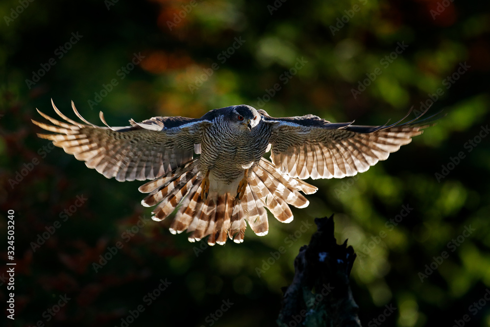 Fototapeta premium Goshawk flying, bird of prey with open wings with evening sun back light, nature forest habitat, Czech Republic. Wildlife scene from autumn nature. Bird fly landing pn tree trunk in orange vegetation.