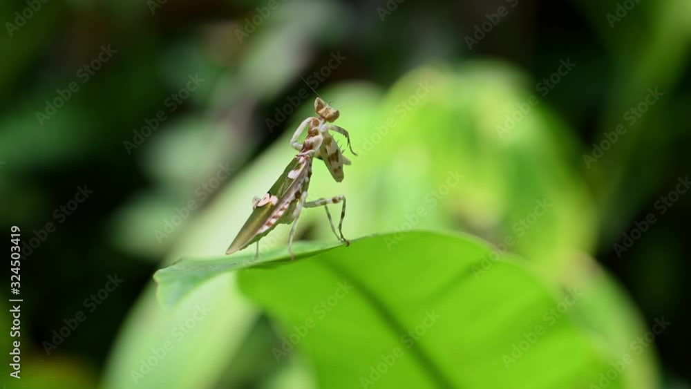 Flower Mantis, Hymenopodidae; facing to the right on its side view perching on a green wide leaf, preening and cleaning its forelegs after a meal. Flower Mantis, Hymenopodidae; facing to the right on its side view perching on a green wide leaf, preening and cleaning its forelegs after a meal.