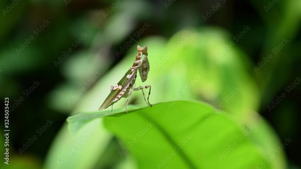Flower Mantis, Hymenopodidae; seen on a leaf on its side view facing to the right folding its forelegs close to its body while munching something. Flower Mantis, Hymenopodidae; seen on a leaf on its side view facing to the right folding its forelegs close to its body while munching something.