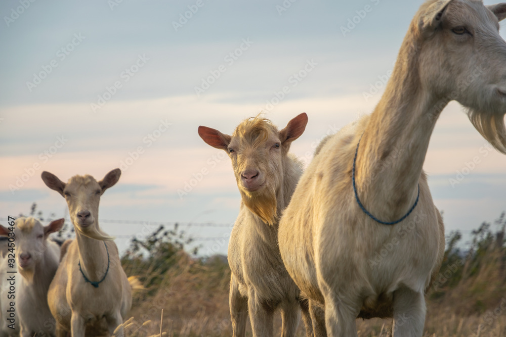 Fototapeta premium Close up of goats in nature.