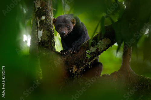 Tayra, Eira barbara, omnivorous animal from the weasel family. Tayra hidden in tropic forest, sitting on the green tree. Wildlife scene from nature, Costa Rica nature. Cute danger mammal in habitat. photo