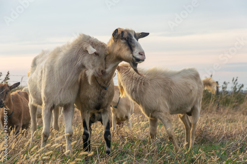 Close up of goats in meadow