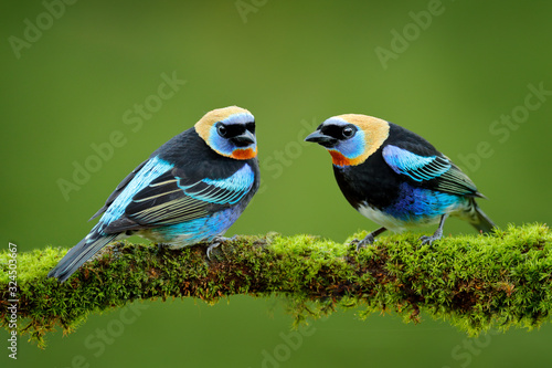 Obraz na plátně Golden-hooded Tanager, Tangara larvata, exotic tropical blue bird with gold head from Costa Rica