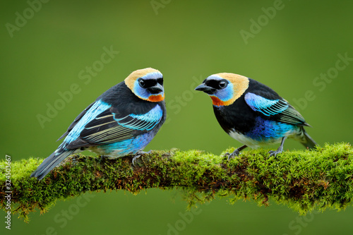 Golden-hooded Tanager, Tangara larvata, exotic tropical blue bird with gold head from Costa Rica. Wildlife scene from nature. Tanager sitting on the green branch. photo