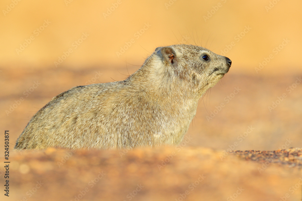 Rock Hyrax on stone in rocky mountain. Wildlife scene from nature. Face portrait of hyrax. Procavia capensis, Namibia. Rare interesting mammal from Africa. Rock Hyrax on stone in rocky mountain. Wildlife scene from nature. Face portrait of hyrax. Procavia capensis, Namibia. Rare interesting mammal from Africa.