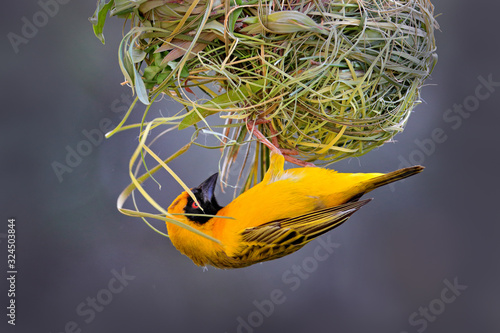 Building nest. African southern masked weaver, Ploceus velatus, build the green grass nest. Yellow birds with black head with red eye, animal behaviour in the habitat. Wildlife nature, Etosha, Namibia
