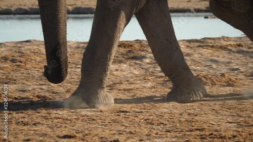 Closeup of elephant feet as they meet with the ground