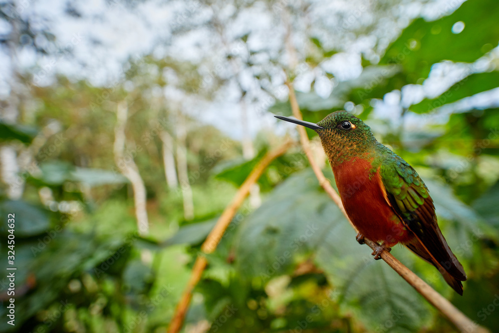 Hummingbird in the habitat, wide angle in tropic forest. Hummingbird from Peru. Orange and green bird in the forest. Chestnut-breasted Coronet, Boissonneaua matthewsii, in the forest. Hummingbird in the habitat, wide angle in tropic forest. Hummingbird from Peru. Orange and green bird in the forest. Chestnut-breasted Coronet, Boissonneaua matthewsii, in the forest.