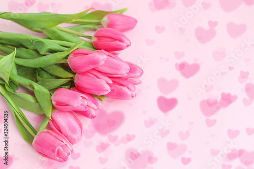 Fototapeta Naklejka Na Ścianę i Meble -  Tulips on a pink background, a postcard for the women's holiday