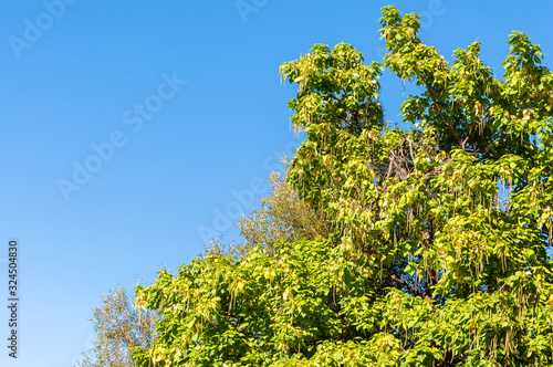 Teil eines grünen Baumes im Sommer mit blauem Himmel als Hintergrund und Textfreiraum