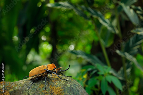 Rhinoceros elephant beetle, Megasoma elephas, big insect from rain forest in Costa Rica. Beetle sitting on stone in the green jungle habitat. Wide angle lens photo of beautiful animal in green jungle