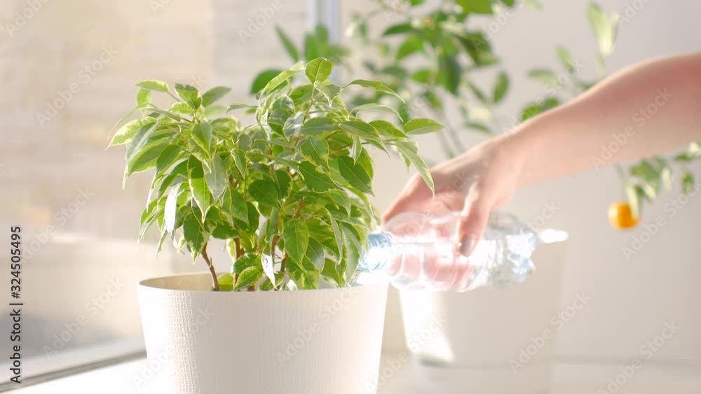 watering the flower in the pot on white. watering the flower in the pot on white.