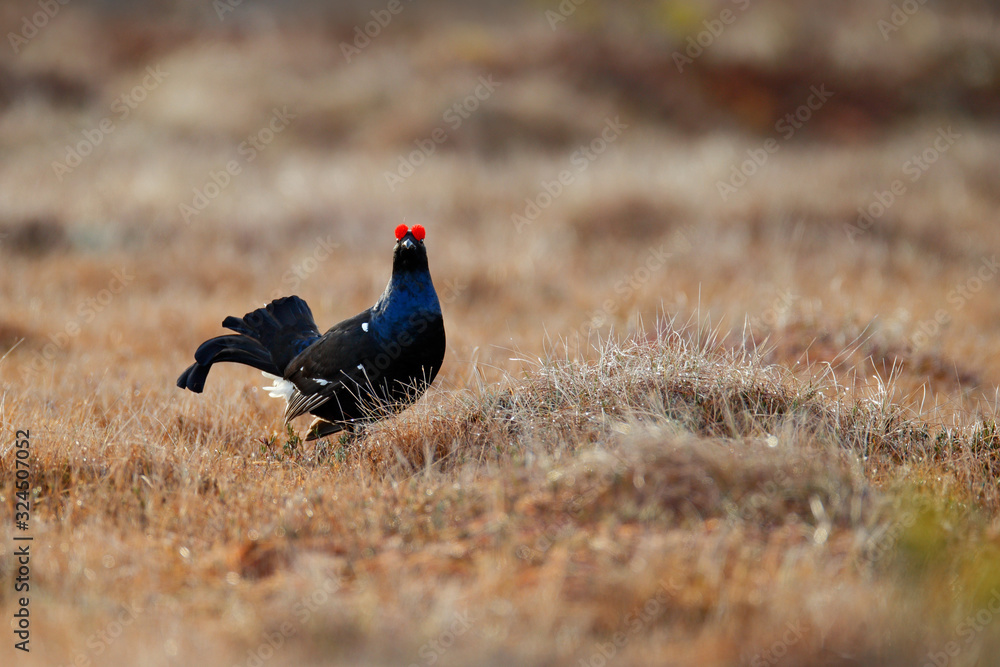 Black grouse on the pine tree. Nice bird Grouse, Tetrao tetrix, in marshland, Russia. Spring mating season in the nature. Wildlife scene from north Europe. Black bird with red crest, white tail. Black grouse on the pine tree. Nice bird Grouse, Tetrao tetrix, in marshland, Russia. Spring mating season in the nature. Wildlife scene from north Europe. Black bird with red crest, white tail.