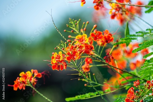Fototapeta Naklejka Na Ścianę i Meble -  Beautiful red flowers in the garden