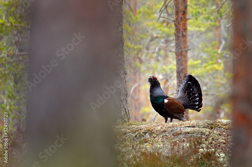 Capercaillie, Tetrao urogallus, on the mossy stone in pine tree forest, nature habitat from Sweden. Dark bird Western Capercaillie in the nature habitat, wildlife Europe.