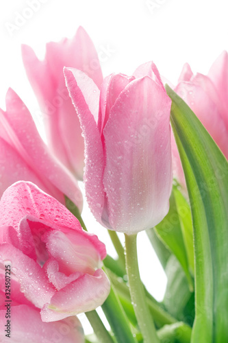 spring tulips with fresh dew drops on white background