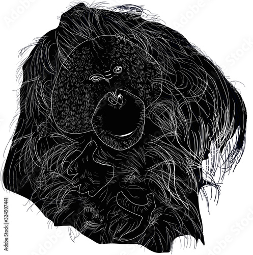 orangutan silhouette isolated on white