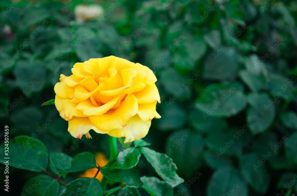 Bright yellow rose on dark green leaves background Bright yellow rose on dark green leaves background