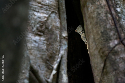 Spectral Tarsier, Tarsius spectrum, portrait of rare nocturnal animal, in the nature habitat, large ficus tree, Tangkoko National Park, Sulawesi, Indonesia, Asia. Wildlife scene from nature.