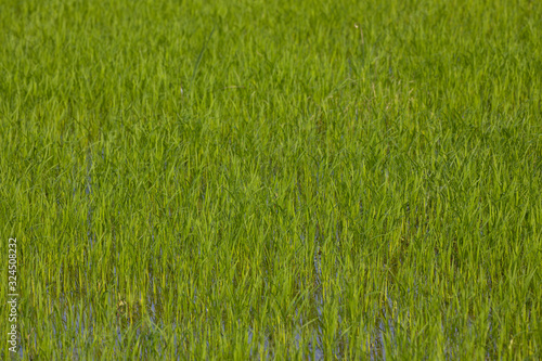 Closeup green rice field