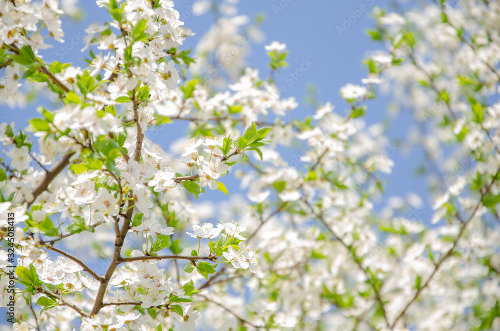 Background of blooming plum white flowers with green leaves against blue sky Background of blooming plum white flowers with green leaves against blue sky
