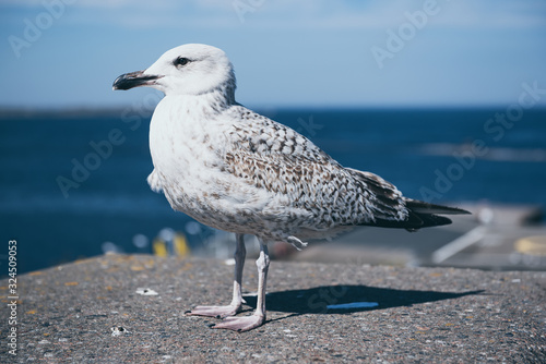 Sea gull at pier photo