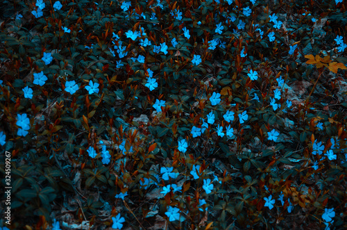 Fotografia Blooming background bright light blue flowers periwinkle against dark leaves