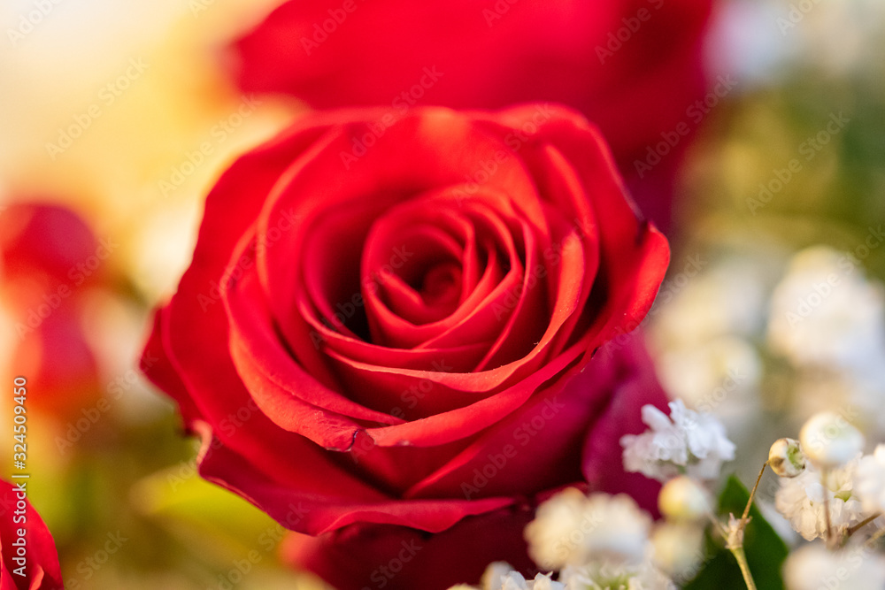 Fototapeta premium Rote Rose im Blumenstrauß mit Bokeh