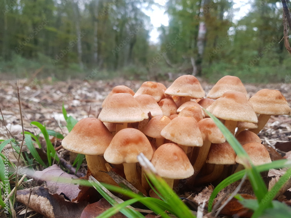 Fototapeta premium mushrooms in forest