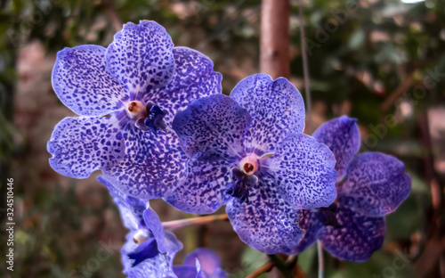 Beautiful Vanda Pachara Delight orchid, blue vanda