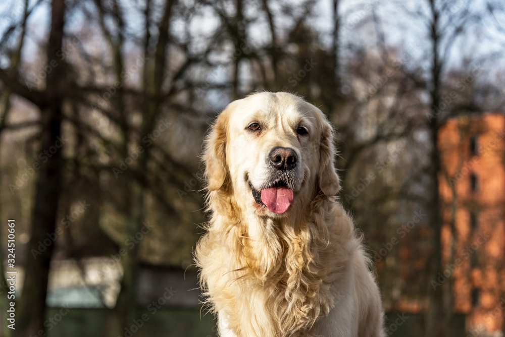 Champion Golden Retriever Posing on a Tree Stump in a Forest Champion Golden Retriever Posing on a Tree Stump in a Forest
