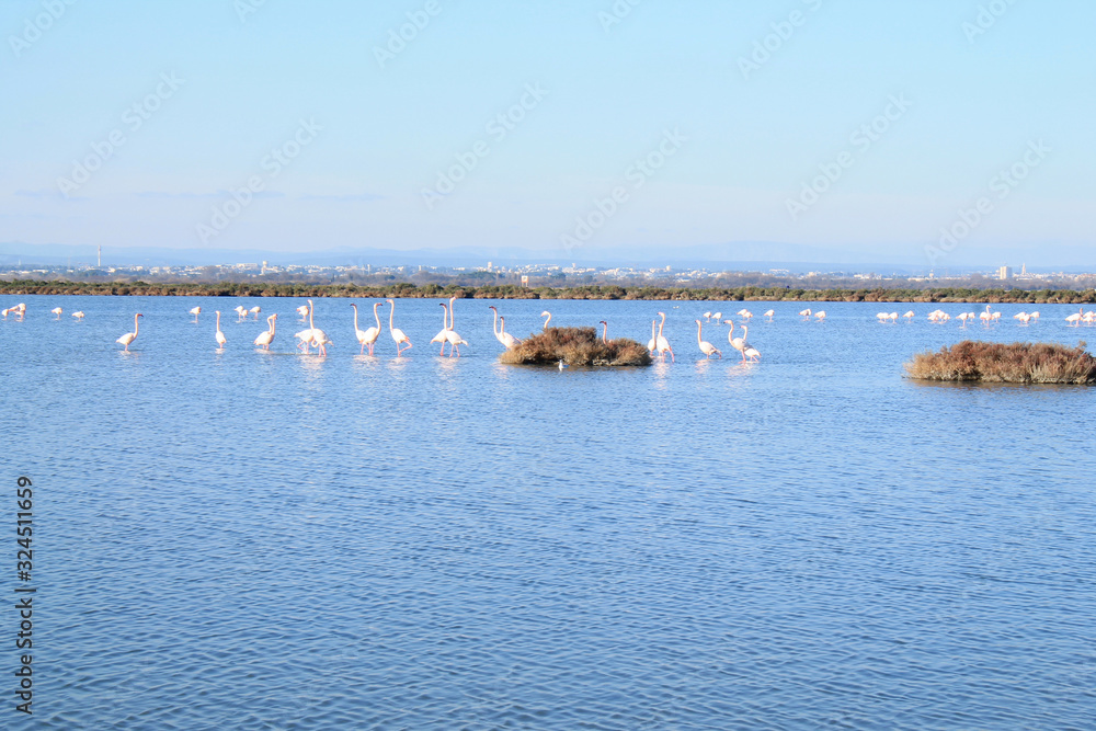 Pink flamingo in the Grec lagoon in Palavas les flots in the south of Montpellier, France