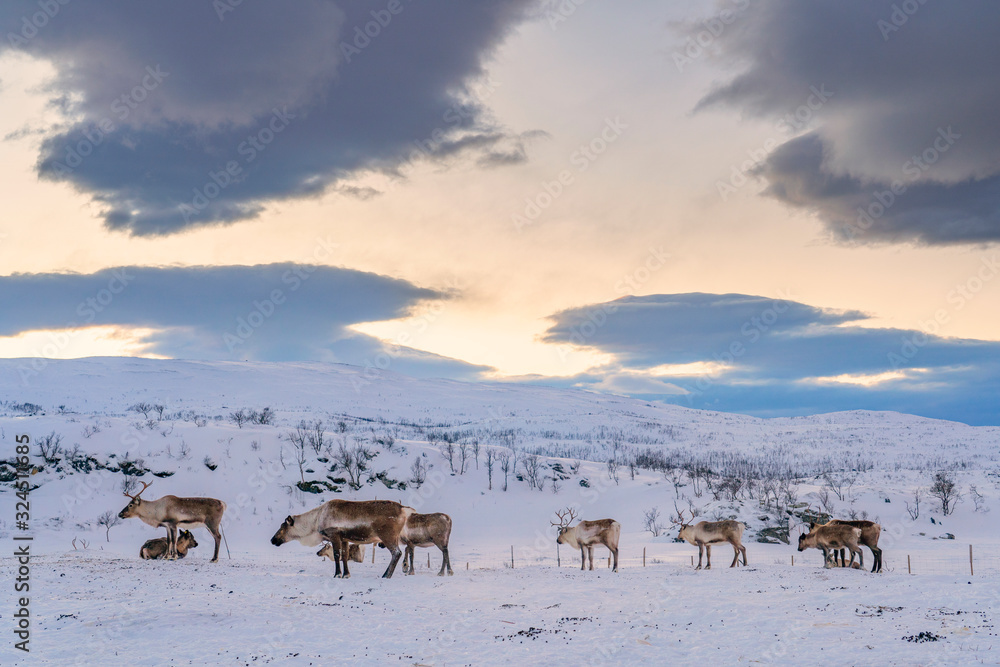 reindeer looing for food under the deep snow cover in the mountains of Finnmark county in Northern Norway reindeer looing for food under the deep snow cover in the mountains of Finnmark county in Northern Norway