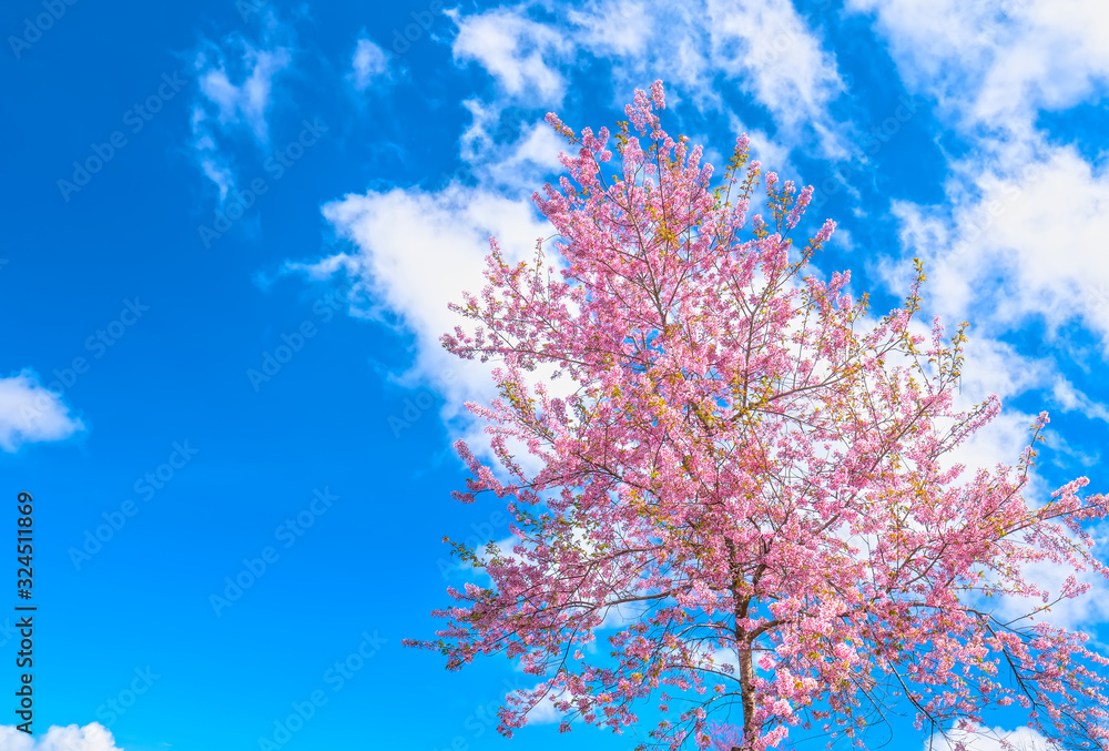 Cherry apricot branches bloom in the spring sunshine with an impressive blue sky Cherry apricot branches bloom in the spring sunshine with an impressive blue sky