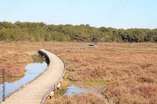 Aresquiers forest in Vic la Gardiole near Frontignan, france photo