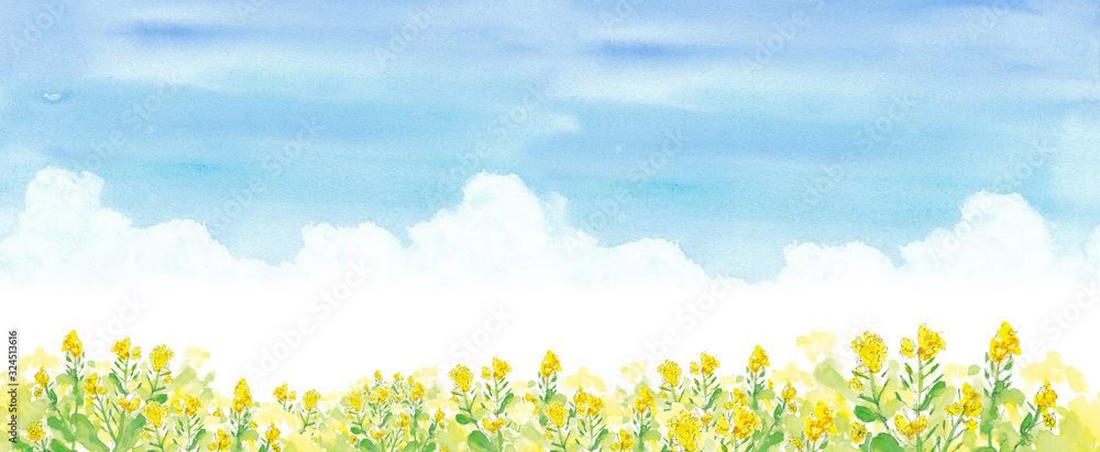 青空と菜の花畑 水彩イラスト Stock Illustration Adobe Stock