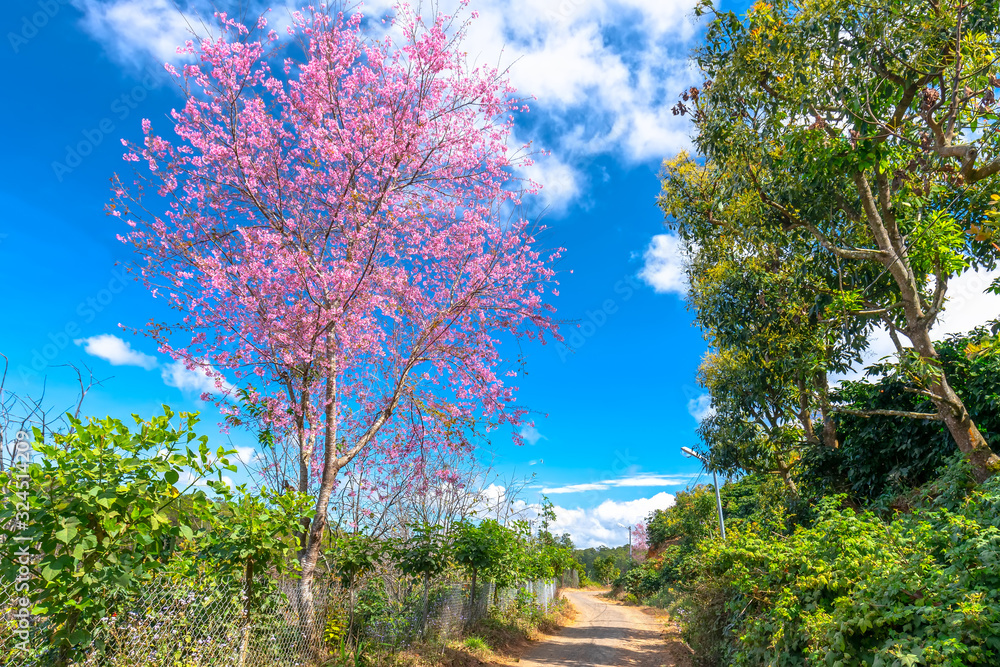 Cherry blossom along dirt road leading into the village in the countryside plateau welcome spring