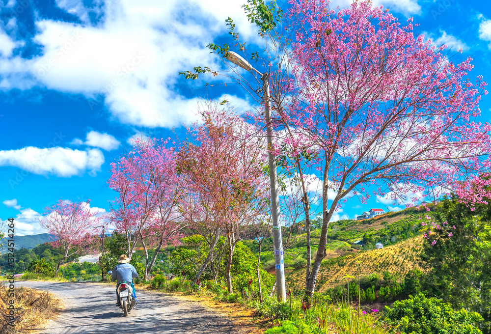Cherry blossom along dirt road leading into the village in the countryside plateau welcome spring Cherry blossom along dirt road leading into the village in the countryside plateau welcome spring