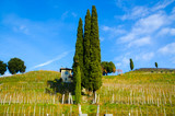 Wine Field with Cypress Trees and a hut on Mountain Side in Ticino, Switzerland.