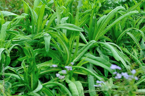 Green leaf lettuce in growth at vegetable garden