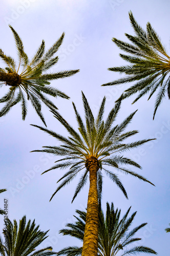 Der Blick in den blauen Himmel durch die Wedel der Palmen
