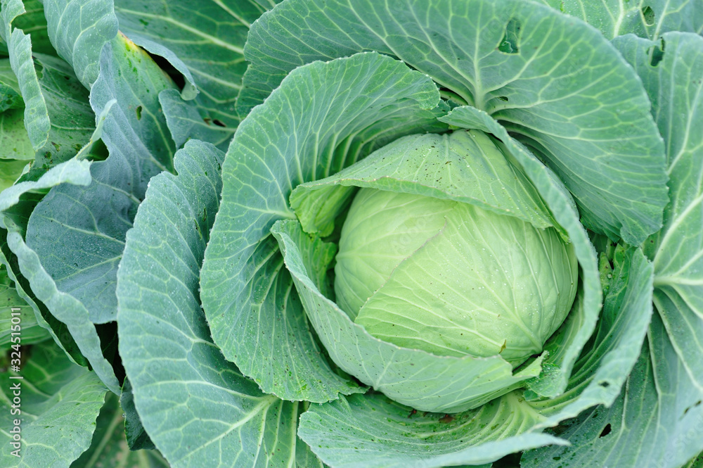 Green cabbage in growth at vegetable garden Green cabbage in growth at vegetable garden