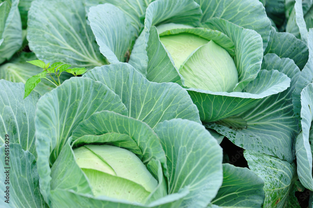 Obraz premium Green cabbage in growth at vegetable garden