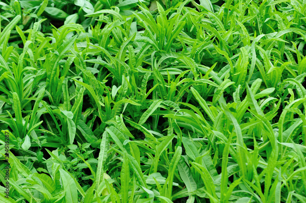 Green leaf lettuce in growth at vegetable garden Green leaf lettuce in growth at vegetable garden