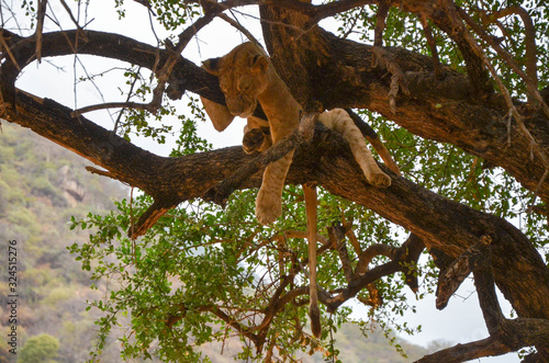 Sleeping lion on a tree at Manyara N.P. Tanzania