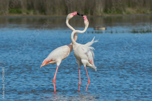Common flamingo or pink flamingo (Phoenicopterus roseus) in the lagoon of Fuente de Piedra, Malaga. Spain