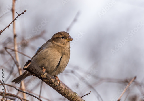 Brown Sparrow on the Branch of a Bush © JonShore