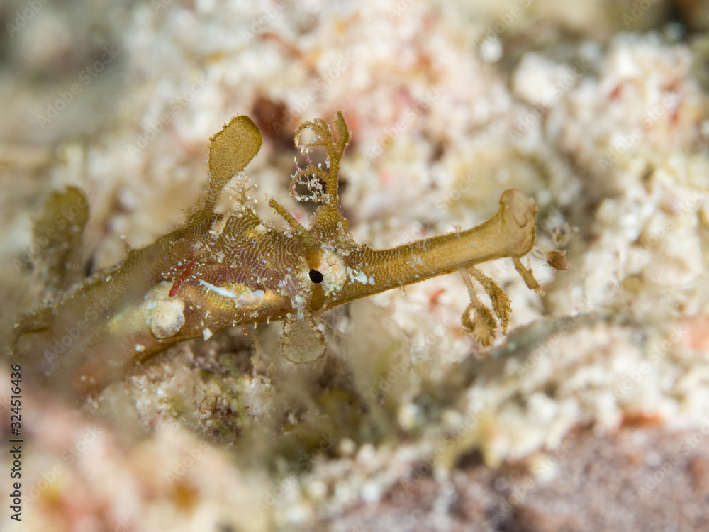 brown pipe seahorse underwater in indonesia