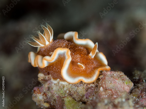 brown nudibranch underwater in indonesia